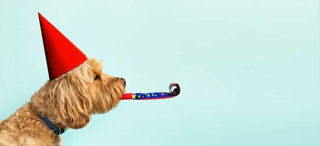 Cute dog wearing a red party hat against a light-blue background, celebration theme.